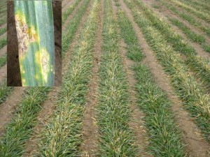 Stripe rust pustules found in a winter wheat field near Odessa in Lincoln County on March 8, 2017, indicating that the stripe rust fungus has survived the winter.