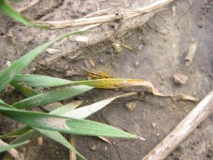 Figure 1. Stripe rust in an experimental field near Pullman, Wash., April 5, 2017.