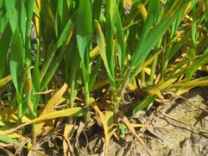 Figure 3. Stripe rust developing in a rust nursery near Walla Walla, Wash., April 5, 2017.