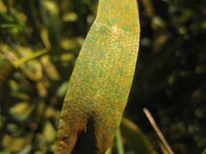 Barley leaf rust on May 18, 2017.